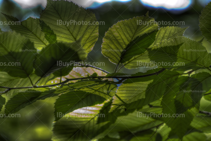 Rayon de soleil à travers feuilles vertes dans un arbre sur photo HDR