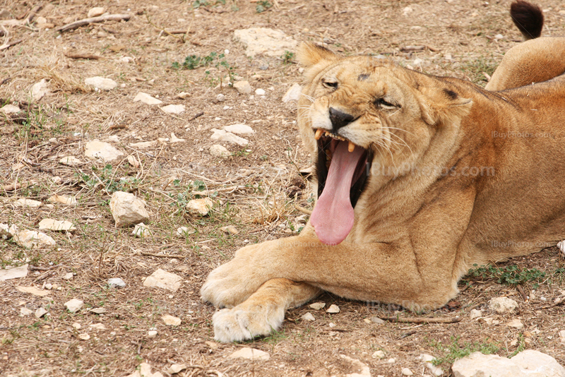 Lioness yawning and crossing legs while laying on ground