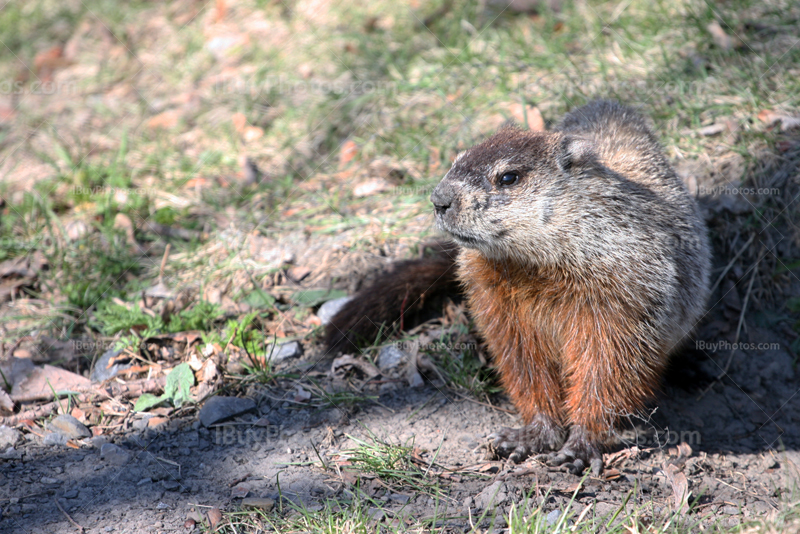 Marmot standing near burrow with branche shades