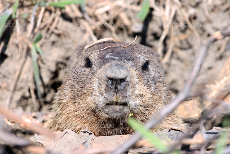 Marmotte sort la tête de son terrier