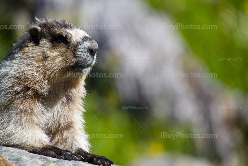 Marmot portrait on rock in Alberta