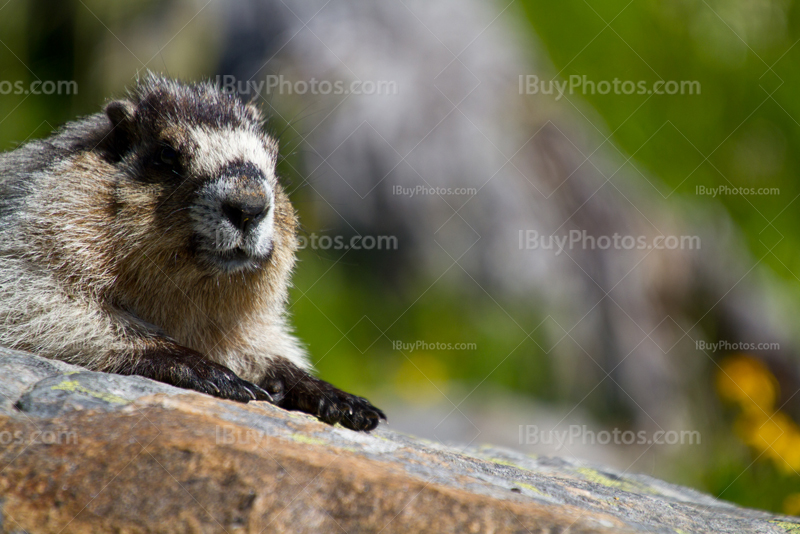 Marmot laying on rock under sun in Banff Park