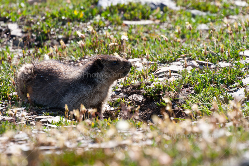 Marmotte dans prairie dans les Montagnes Rocheuses Canadiennes