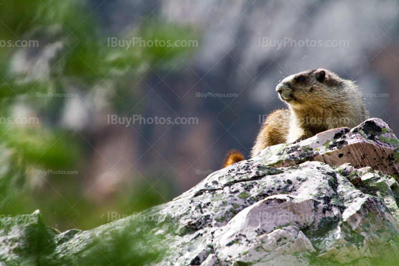 Marmot seating on rock under sun