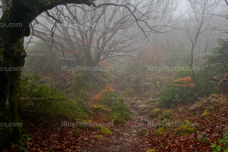 Misty forest with spooky shaped oak trees