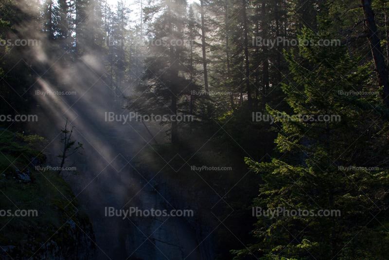 Rayons de soleil
à travers les branches, au canyon Maligne, Alberta