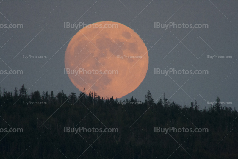 Full red Moon rising above the forest