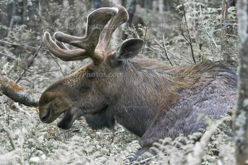 Moose male seating and eating in woods