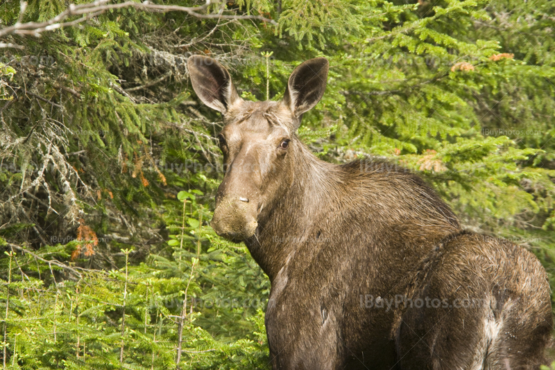 Moose cow looking in forest with fir trees