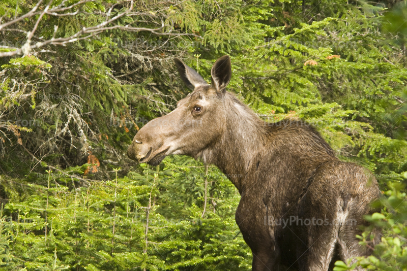 Female moose in forest with fir trees