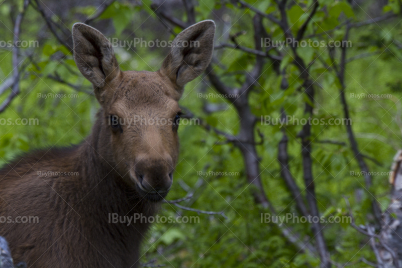 Baby moose face portrait in woods