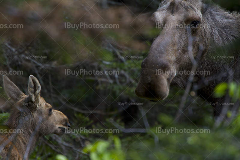 Baby moose and moose cow mother in forest