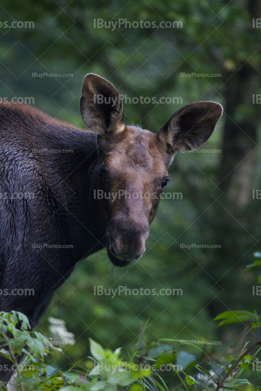 Moose portrait in forest among branches