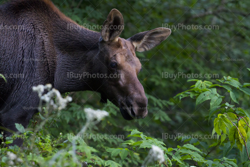 Young moose in woods with branches and green leaves