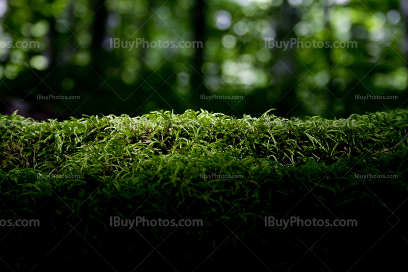 Lumière du soleil sur tapis de mousse verte dans forêt