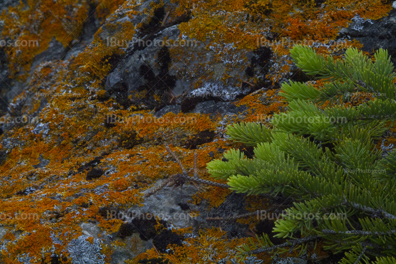 Moss and lichen on rock with a fir tree brach