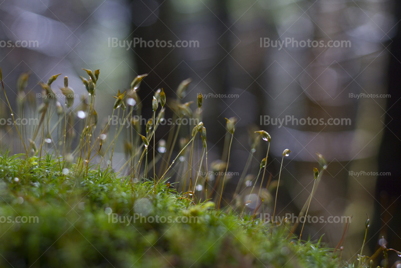 Mousse d'herbe et sphaigne sur le sol