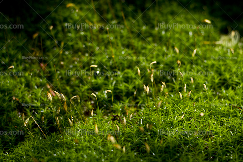 Sphagnum and green moss covering ground