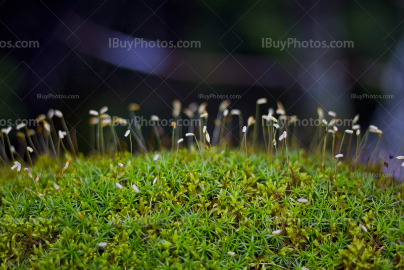 Moss in forest with sphagnum