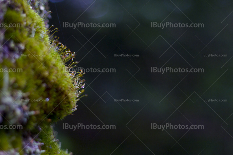 Moss covering rock with sphagnum