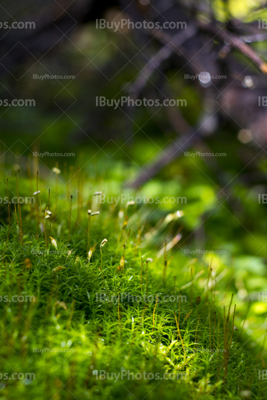 Sunlight on moss and sphagnum