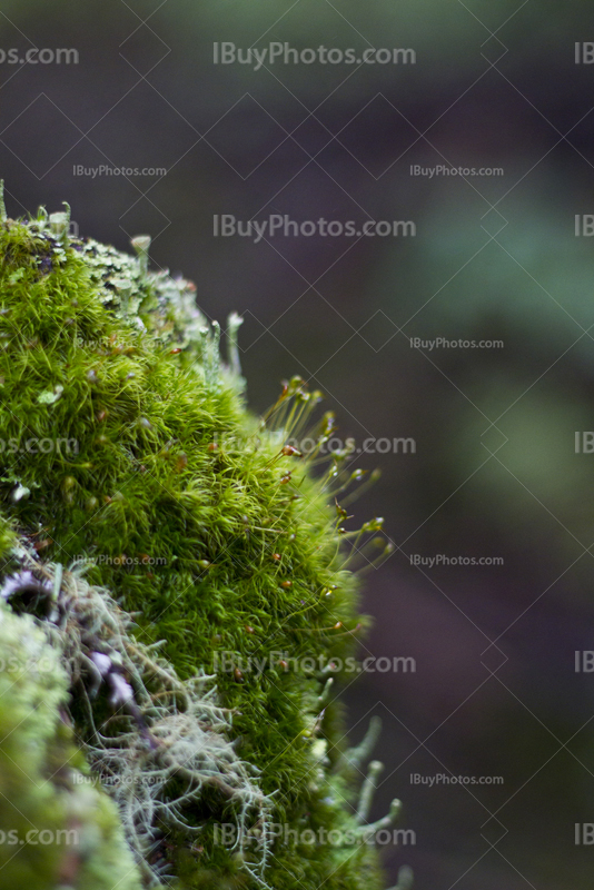 Sphagnum close-up on rock