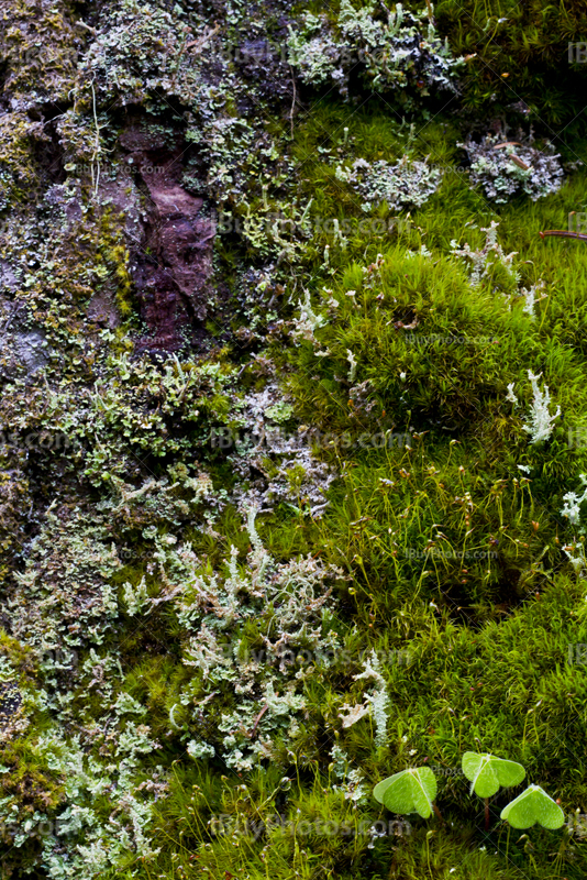 Sphagnum and moss with leaves in forest