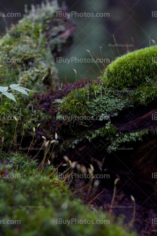 Moss, sphagnum and leaves in the woods