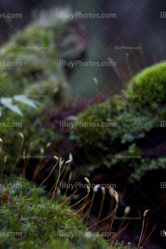 Sphagnum and moss in forest
