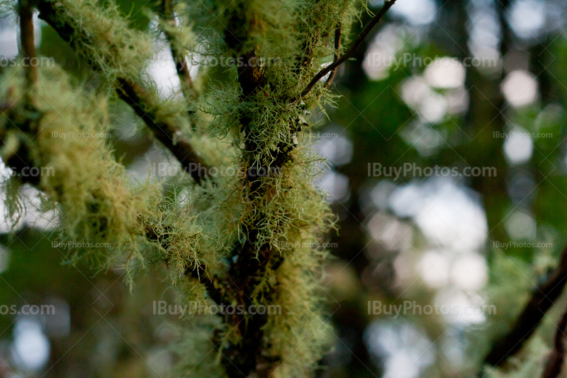 Moss and fungus on branches