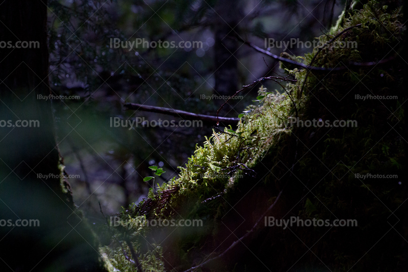 Sunlight on moss on trunk in forest