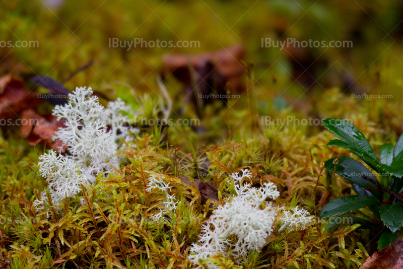 Mousse, lichen et fungi sur sol humide