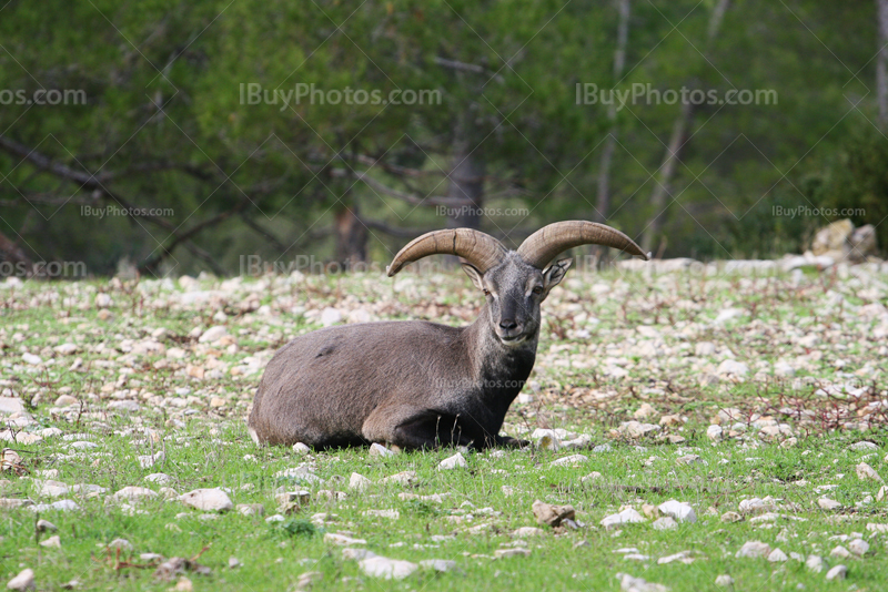 Mouflon sitting on grass and rocks
