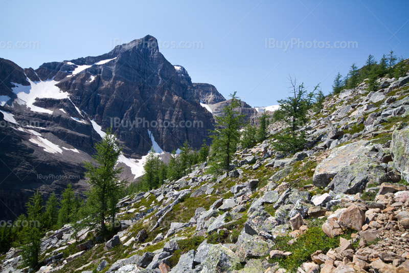 Snow-capped mountain and trees in talus, Haddo Peak in Banff Park