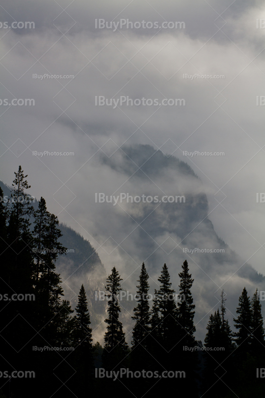 Montagnes dans le brouillard avec des sapins