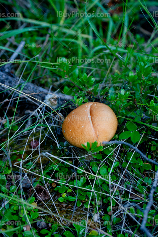 Mushroom among herbs and twigs in forest