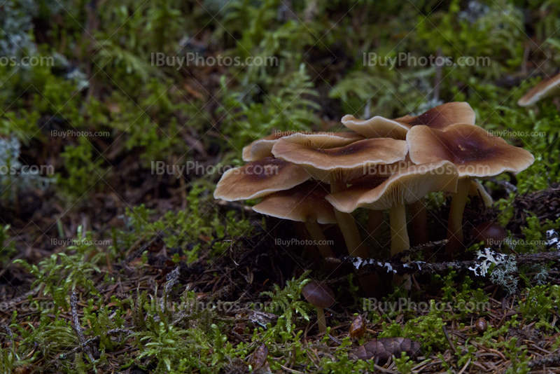 Mushrooms in the forest with moss and lichen