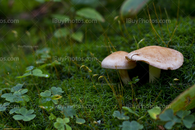 Mushrooms in sphagnum and moss