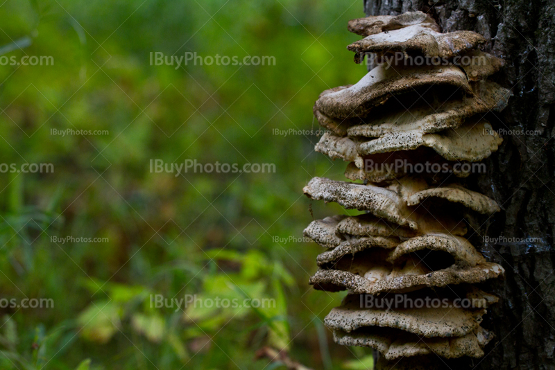 Champignons sur arbre, poussent sur tronc, en forêt