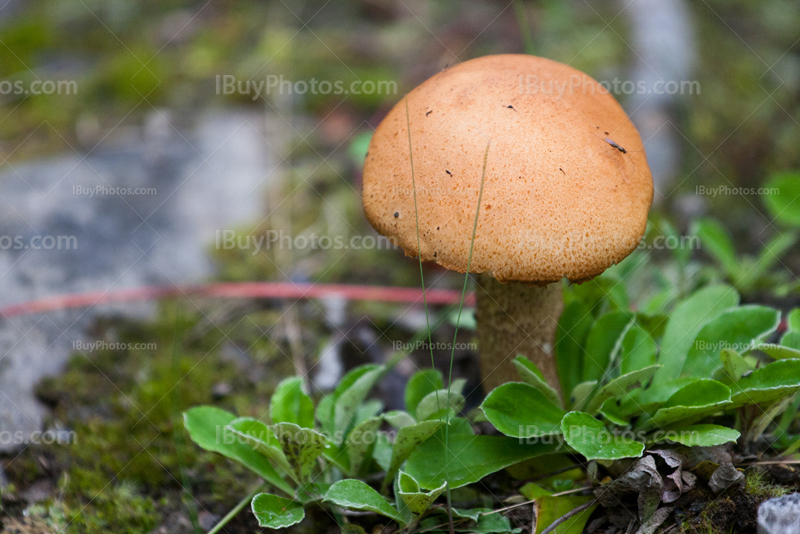 Mushroom close-up beside plants and rocks