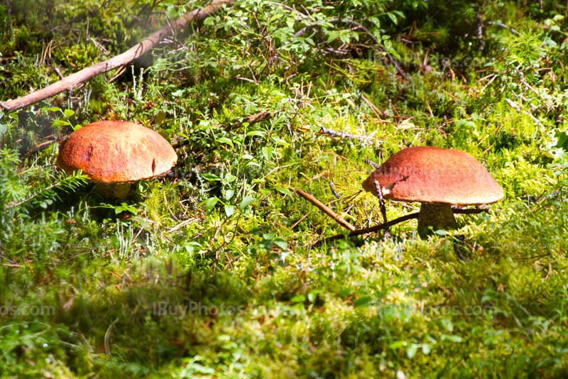 Mushrooms on a moss carpet in forest