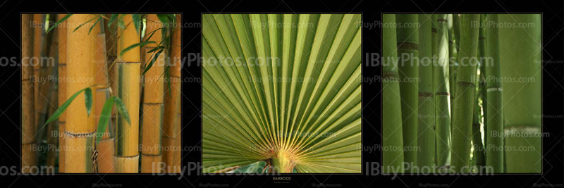 Bamboos Panorama 001 Photo Panorama bamboos 001