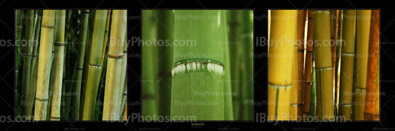 Panorama Bambous 002 Photo Panorama bamboos 002