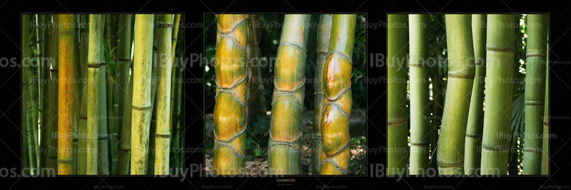 Bamboos Panorama 003 Photo Panorama bamboos 003