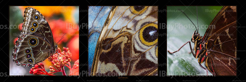 Panorama Papillons 002 Photo Panorama butterflies 002