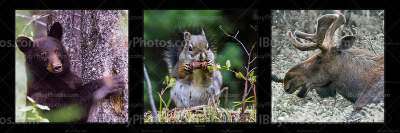 Wildlife Panorama 001 Photo Panorama wildlife 001