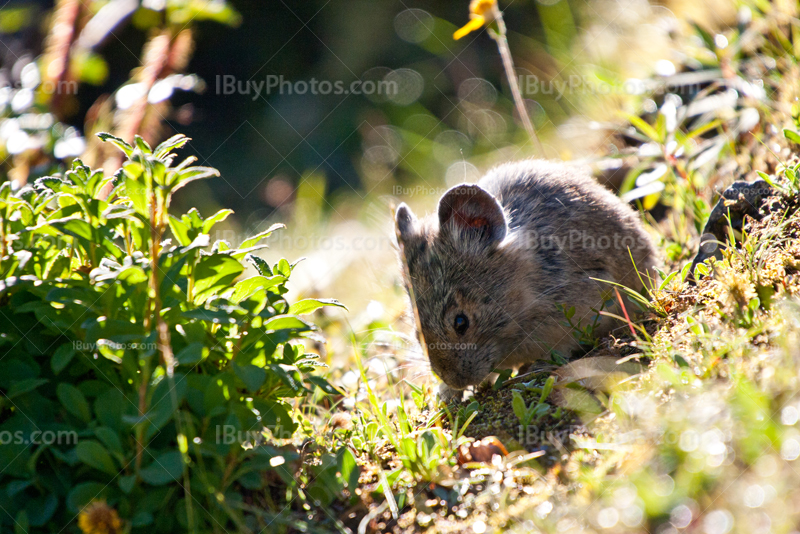 Rocky Mountains pika eating grass beside rock in meadow in sunlight