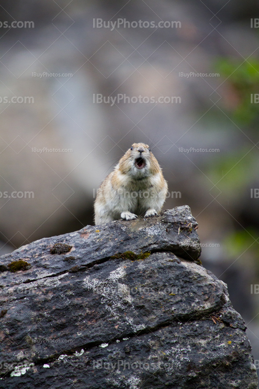 Pika screaming on rock, in Alberta