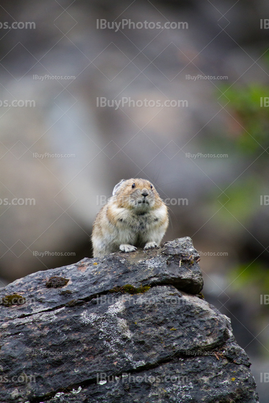 Pika seating on rock with blurry background