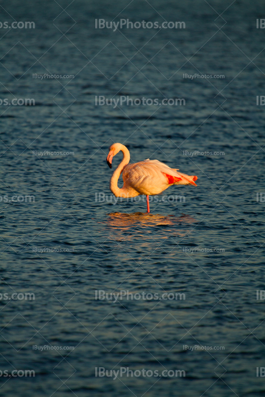 Pink flamingo standing in pond in South of France